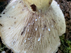Lactarius repraesentaneus