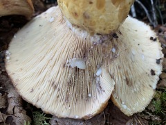 Lactarius repraesentaneus