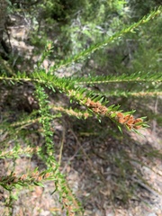 Aotus lanigera