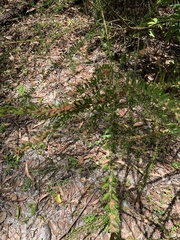 Aotus lanigera