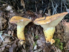 Lactarius repraesentaneus