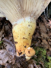 Lactarius repraesentaneus