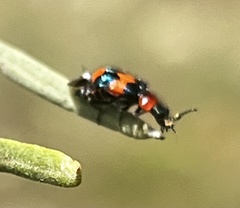 Dicranolaius bellulus