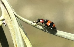 Dicranolaius bellulus