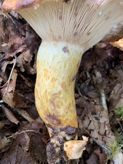 Lactarius repraesentaneus
