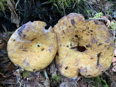 Lactarius repraesentaneus