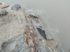 Periophthalmus modestus