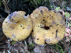 Lactarius repraesentaneus