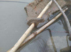 Periophthalmus modestus