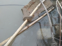 Periophthalmus modestus