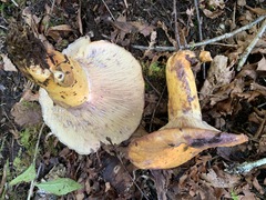 Lactarius repraesentaneus