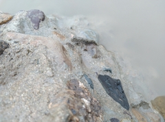 Periophthalmus modestus