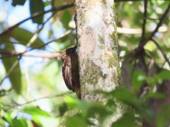 Dendrocincla fuliginosa