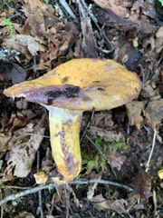 Lactarius repraesentaneus