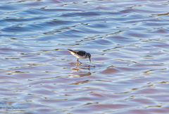 Calidris fuscicollis
