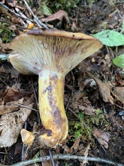 Lactarius repraesentaneus