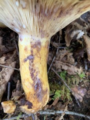Lactarius repraesentaneus