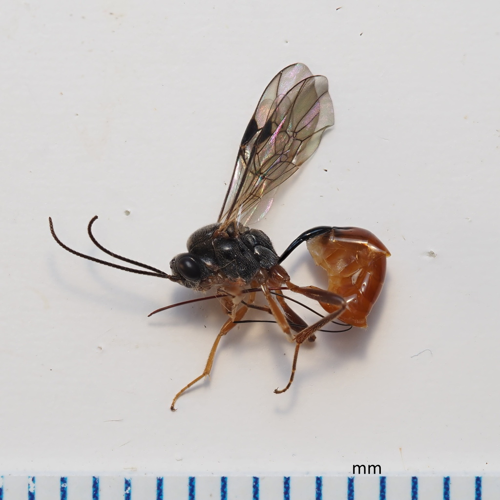 Stethantyx nearctica