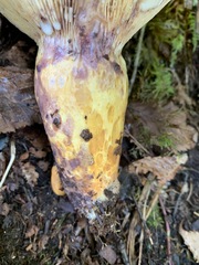 Lactarius repraesentaneus