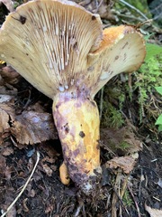 Lactarius repraesentaneus