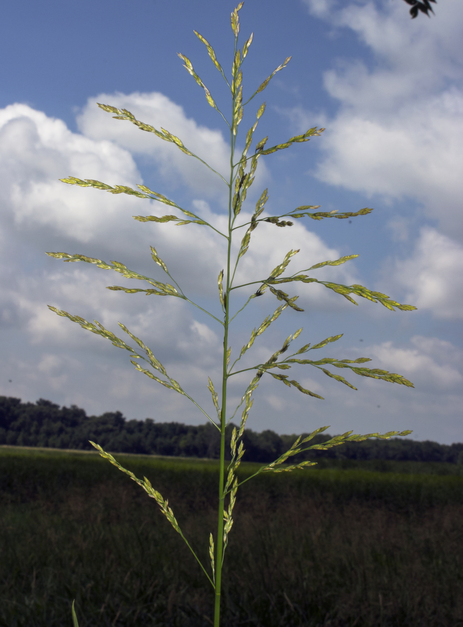 Glyceria grandis