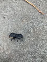 Phloeodes diabolicus