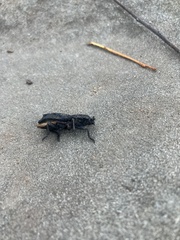 Phloeodes diabolicus