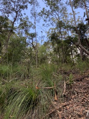 Xanthorrhoea macronema