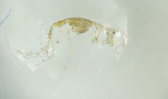 Caprella