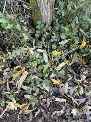 Oxalis