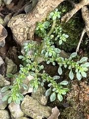 Pilea microphylla