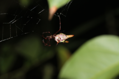 Micrathena spinosa