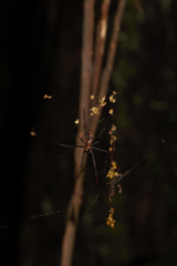Nephila cornuta