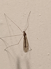 Trichocera