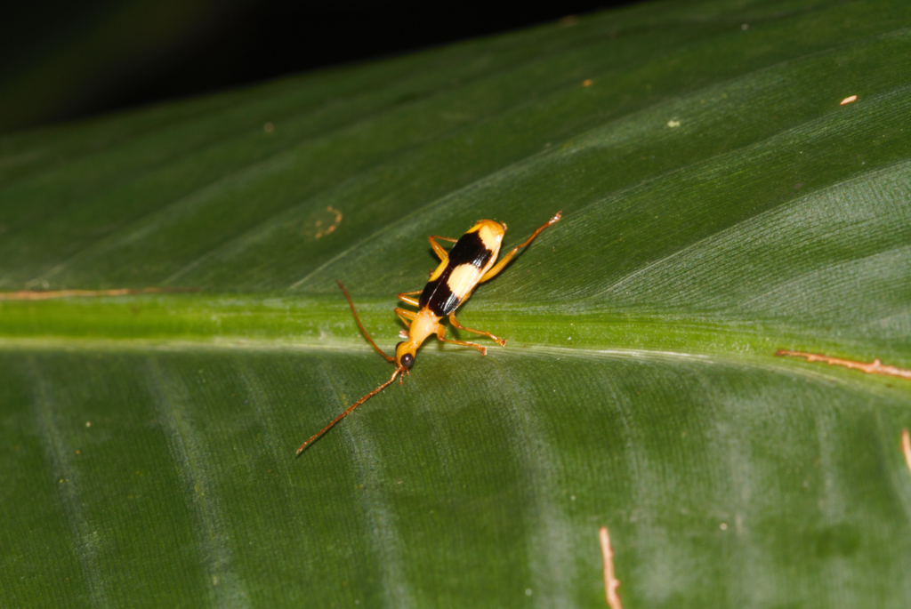 Calophaena maculata