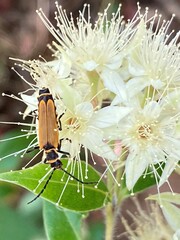 Chauliognathus flavipennis