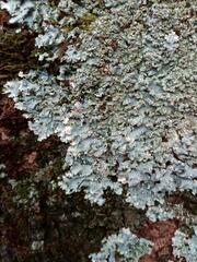 Punctelia subrudecta