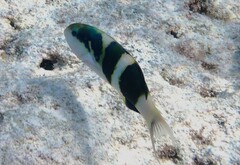 Thalassoma nigrofasciatum