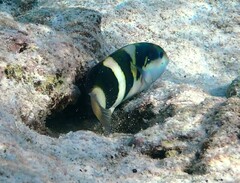 Thalassoma nigrofasciatum