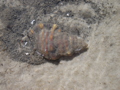 Monoplex parthenopeus