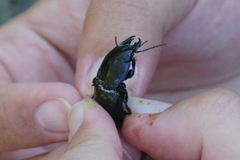 Pasimachus sublaevis