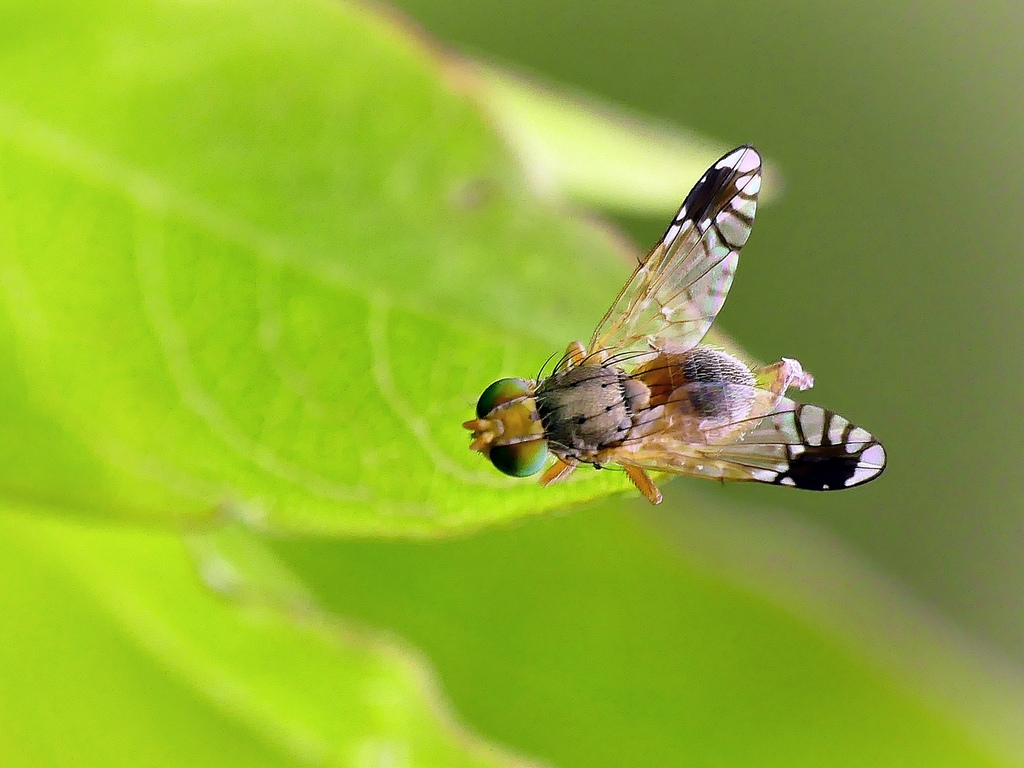 Austrotephritis trupanea