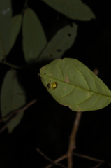 Coptocycla undecimpunctata