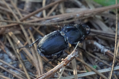 Pasimachus sublaevis