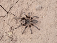 Grammostola