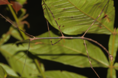 Phanocloidea muricata