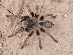 Grammostola