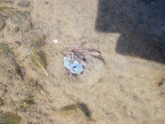 Mictyris longicarpus