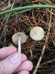 Inocybe