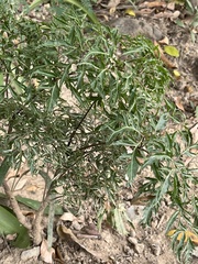 Polyscias fruticosa
